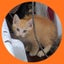 画像 真野北アニマルレスキュー、｢百町保護猫譲渡会&マルシェ｣オフィシャルのユーザープロフィール画像