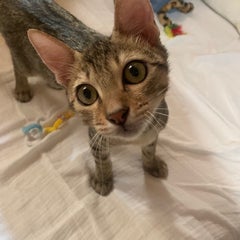ぼんちゃんのプロフィール
