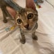 ぼんちゃんのおすすめのサムネイル