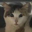 画像 野良猫ストーリー（ニーナの野良猫達）のユーザープロフィール画像