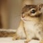 NRのサムネイル