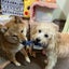 σしぐまのサムネイル