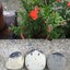 隣の芝は青く見えるのサムネイル