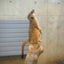 ミーアキャットのサムネイル