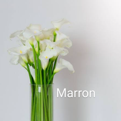 Marronのプロフィール