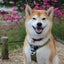 画像 柴犬リックの日記のユーザープロフィール画像