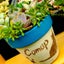 succulentgardencomapのサムネイル