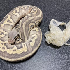 Delta7Ballpythonのプロフィール