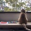 しんやんやんのサムネイル