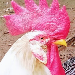 smallsmallfarmのプロフィール
