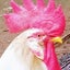 smallsmallfarmのサムネイル