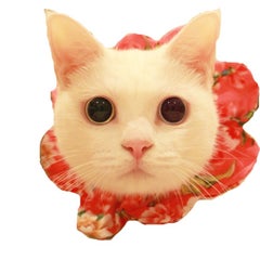 maimocotoのプロフィール