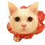 画像 白猫 コトのおちり　Coto no ochiri.のユーザープロフィール画像
