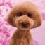 画像 アラカン無職（引きこもり中でも旅はするよ）母のダイエット・美容＆犬日記のユーザープロフィール画像