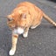 ノンコのサムネイル