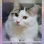 画像 子供と猫のいる生活(*˘︶˘*).｡.:*♡のユーザープロフィール画像