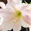 Lilybellのサムネイル