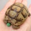 ともみのサムネイル