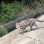 にゃんまるのサムネイル