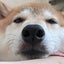 画像 柴犬(ShibaDog)元さんの生活のユーザープロフィール画像