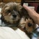 かわいいヨーキーたちと今日も明日も明後日も♪