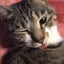 コーヒーねこ🐱のサムネイル