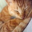 画像 ネコたちが寝ている間に…のユーザープロフィール画像