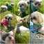 まろころ🐕🌼のサムネイル