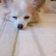 maronのサムネイル