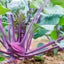 植物屋　のサムネイル