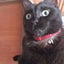 画像 猫好き女のモントリオール暮らしのユーザープロフィール画像