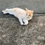 サトのサムネイル
