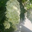 melon-rubartのサムネイル