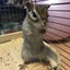 Myミイのサムネイル