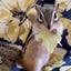シマリス　キキ and チロ and ロンのサムネイル