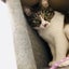 雫石のサムネイル