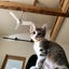 ゆきのこネコ暮らしのサムネイル
