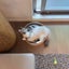 shihoのサムネイル