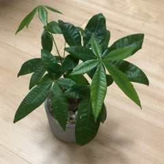 パキラのプロフィール