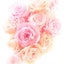 凛花のサムネイル