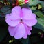 画像 「驚生木花咲」のブログのユーザープロフィール画像