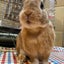 おまちゃのサムネイル