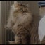maho_to_menowのサムネイル
