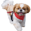 画像 シーズー犬モモコだよ！のユーザープロフィール画像