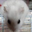 macaのサムネイル