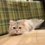 なこ🐱のサムネイル