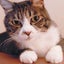 だやん猫のサムネイル