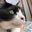 画像 ウチ猫【チーコ】と戯れる日々のユーザープロフィール画像