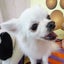 画像 犬の美容室マキノのブログのユーザープロフィール画像