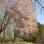 画像 桜のスピリチュアル、覚醒ブログのユーザープロフィール画像